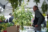 The head of a B.C. cannabis growers group says Vancouver&#39;s choice to discourage instead of sanction 4-20 celebrations over the weekend was a costly &quot;missed opportunity.&quot; Marijuana plants are displayed for sale during a 4-20 event billed as a protest and farmers&#39; market in Vancouver, B.C., Thursday, April 20, 2023.