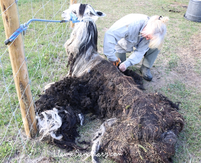 Co-owner at The Llama Santuary in Tappen, Lynne Milstrom working to remove an overgrown coat from an alpaca. 