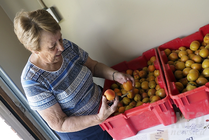 Roseridge Orchards owner Germaine Hogue with a freshly-picked bin of Kelowna apricots. 