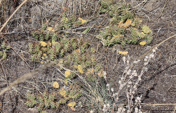 The South Okanagan is also home to desert plants such as the prickly pear cactus.